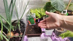 Огород на подоконнике. Зимний огород. Что можно выраст