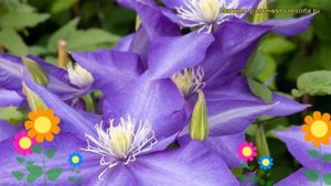 Клематис гибридный Даниэль Деронда. Краткий обзор, оп?