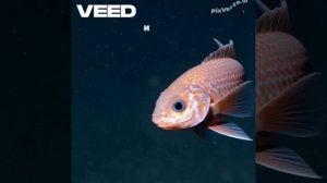 Новый вид Рыб ! deep sea snailfish !