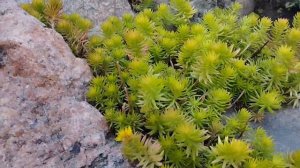 🌞 Очитки и седумы, которые обожают солнце | Обзор сорт