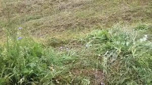 ОТЗЫВ Бензиновая мотокоса триммер ZIMANI 226R