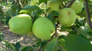 Яблоня ТЕНТЕЙШН (ДЕЛЬБЛАШ): для длительного хранения