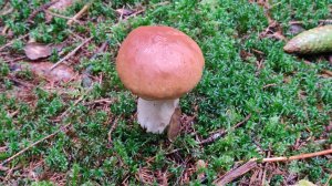 Маслят   море! Белые   растут !