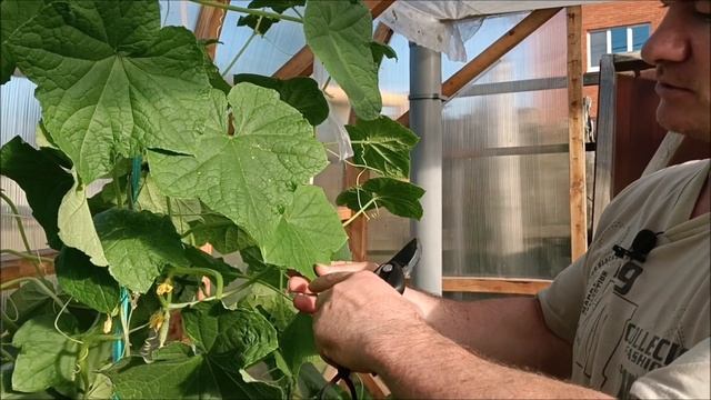 Как ИЗБАВИТЬСЯ от паутинного КЛЕЩА в теплице. Чем ОБРА смотреть онлайн