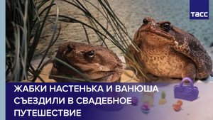 Жабки Настенька и Ванюша съездили в свадебное путешествие