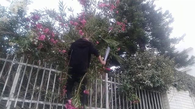 Siegfried vs The Tree with a sabre-machete⚔️ (Зигфрид против дерева анча смотреть онлайн