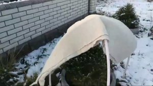 Утепление и укрытие хвойных растений ель, ёлка, сосна,