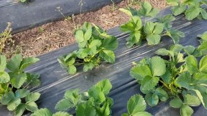 26.04.2022 Очередная подкормка клубники. и поиск Экстрасен