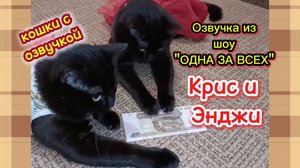 Кошки с озвучкой. Смешная озвучка кошек.