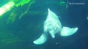 Как с возрастом меняет окраску Амазонский пресноводный дельфин, Иния — Inia geoffrensis ?