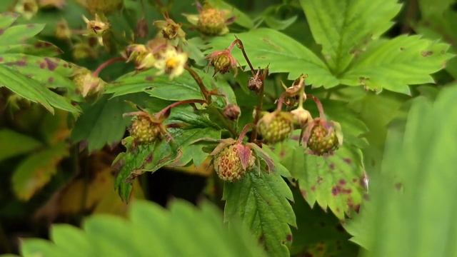 ПЕРВАЯ ВИШНЯ И БЕЛЫЕ ГРИБЫ С ПОДОСИНОВИКАМИ 2025! КЛУБНИ смотреть онлайн