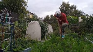 Выкапываем морковку подгатовка к завершению сезона урожаем довольны