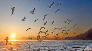 Осенние листья - / Pet Bun,  Osennie listya /