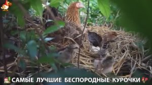 Цыплята и Курочки селяночки лучшие беспородные несушки 🥚 (294)
