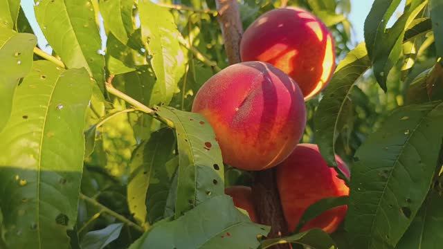 Персик Фаете (Fayette) смотреть онлайн