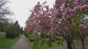 Горячий Ключ. От Лесной Сказки до Курортной зоны. Сакура цветёт. День 2-й, часть 1-я. 12.04.2025.