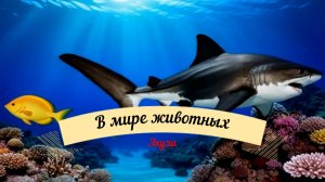 Акула — морской охотник и защитник глубин!
