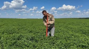 ЛЮЦЕРНА |  высокий урожай, описание сортов |