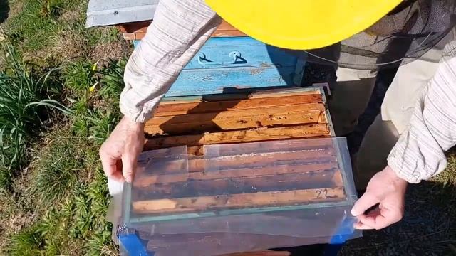 Развитие пчелы 27022024 год.
