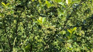 О том как размножить аронию зелеными черенками