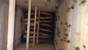 Японский улей. 14.04.22.