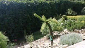 Купила редкие, сортовые хвойные растения! Высаживаю! П