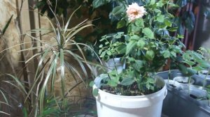 Как сохранить розочку в горшке до весны .