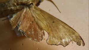 БРАЖНИКИ: 593. Smerinthulus baokimae