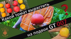Подвой для томата GT007 - Супер!!! #томатнаподвое #подвойтомата #каквыраститьтомат #graftingtomato