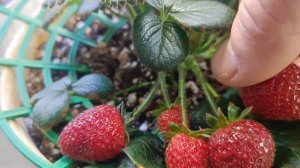 Клубника зимой в квартире на окошке.