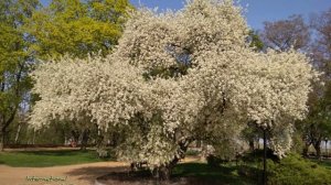 🌍 Вишня-антипка 🌸