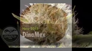 купить семена конопли марихуаны