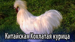 Китайская Хохлатая домашняя курица