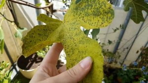 ИНЖИР и голубика на БАЛКОНЕ. Средства от паутинного кл