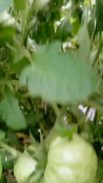 Самый лучший томат в мире 2023 г.! Высокоурожайный, вкусн смотреть онлайн