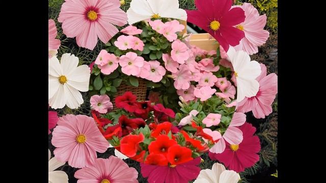 ЦЕНТРАДЕНИЯ  (CENTRADENIA)  сем. Миртовые