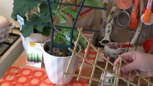 Комнатные огурчики  Квирк и Квартирант