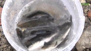 В Самаре волонтеры выпустили в Волгу 12 500 мальков саза?