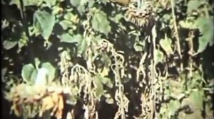 Селекция растений