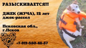 Пропала собака! ДЖЕК (ЖУЧА). 12 лет. Джек-рассел. Псковская обл,  г. Псков
