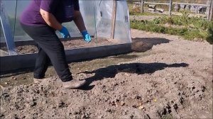 Из неопубликованного. Огородные заботы в сентябре