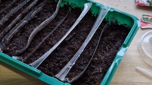 Как сажать петунию. Выращиваем петунию из семян.