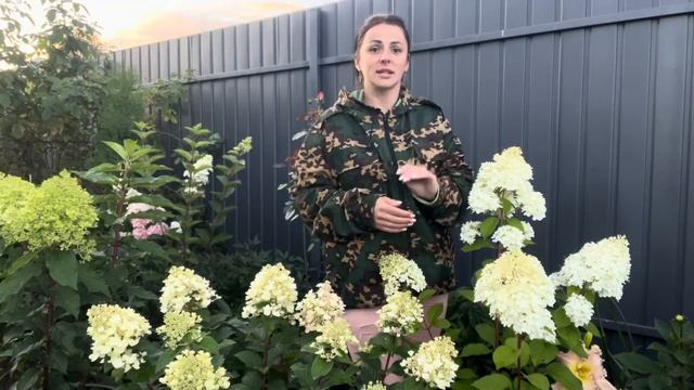 Гортензия метельчатая «Диамантино» Hydrangea paniculata`Diamantino смотреть онлайн