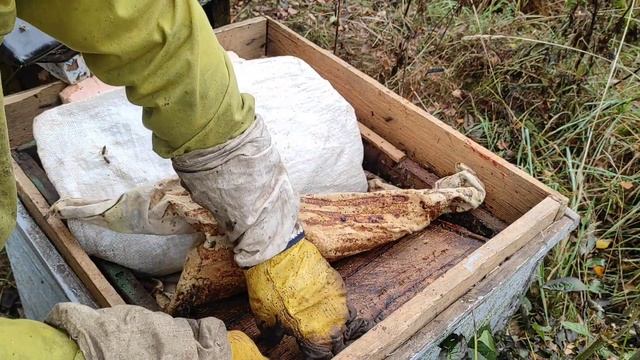 Пчеловодство.Эксперимент по сбору прополиса.Ставлю с? смотреть онлайн