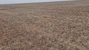 Зимний посев кориандра . No-till 21.01.2025