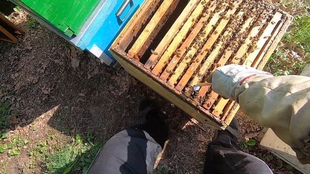 ✅ Зимовалые Отводки ПЧЕЛ в Шестирамочнике Состояние ?