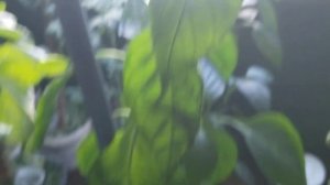 Перец Сибирский карлик