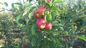 МЕРКУР, БОНИТА, МАРС: чешские иммунные сорта яблони зи?