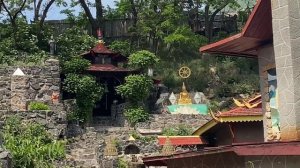 ТЮЛЬПАНОВОЕ ДЕРЕВО в Черкассах. ЛИРИОДЕНДРОН  тюльпан