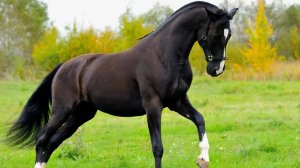 Топ 10 Самых Красивых Лошадей в Мире.